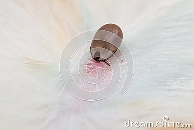 Close-up photo of a tick attached to dog skin Stock Photo