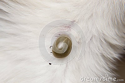 Close-up photo of a tick attached to the skin of a kitten Stock Photo