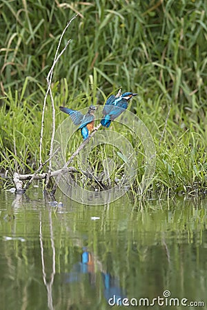 Close-up photo of two young kingfishers against a background of a green bushes. Stock Photo