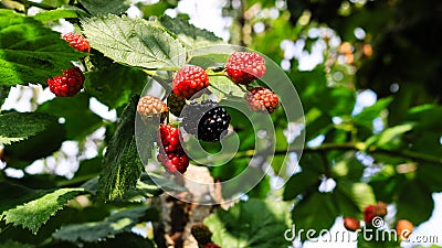 Close up photo of unripe blackberry fruits on a shrub in a garden Stock Photo