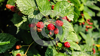 Close up photo of unripe blackberry fruits on a shrub in a garden Stock Photo