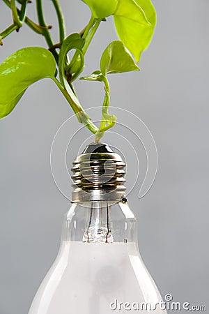 close up portrait of a used light bulb with leaves in the background. Stock Photo