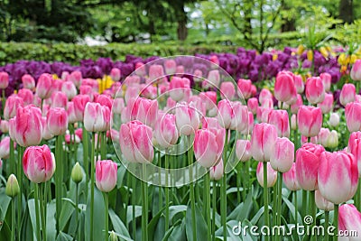 Closeup of variegated pink tulip flowers Stock Photo