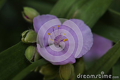 a close up of a Virginia spiderwort blossom Stock Photo