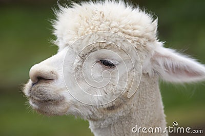 A close up photo of a white alpacas head Stock Photo