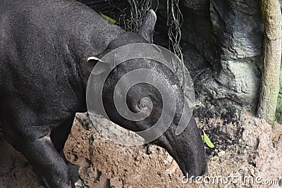 Close up photo of a wild tapir Stock Photo
