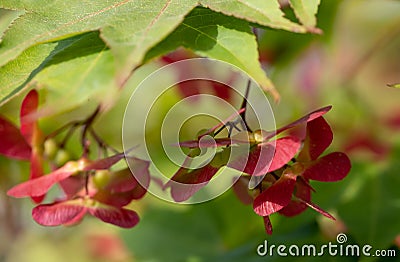 Close up photo of the winged seed pods of the Ornamental Acer Palmatum Osakazuki tree, taken with a macro lens. Stock Photo