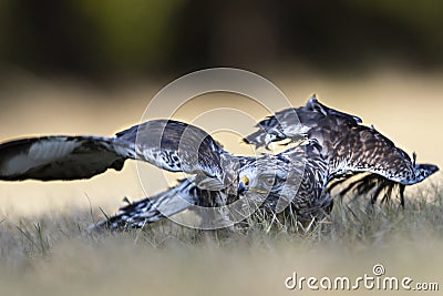 Close-up photo of wounded buzzard trying to hunt. Stock Photo