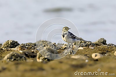 Close-up photo of a young wagtail on a stony beach with rocks full of lots of little shells. Stock Photo