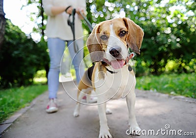 Close up photo of young woman walking with Beagle dog in the summer park Stock Photo