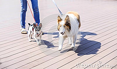 Young woman holding books in a hand while walking with a dog. Friendship between human and dog. Pets and animals concept Stock Photo