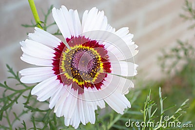 Chrysanthemum carinatum - Painted Daisy - Flower - Close up - Garden nursery - Botanical - Plants â€“ Floristry Stock Photo