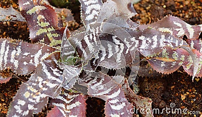 Dark Purplish Brown Leaves with White Stripes - Haworthiopsis Fasciata - Zebra Cactus Stock Photo