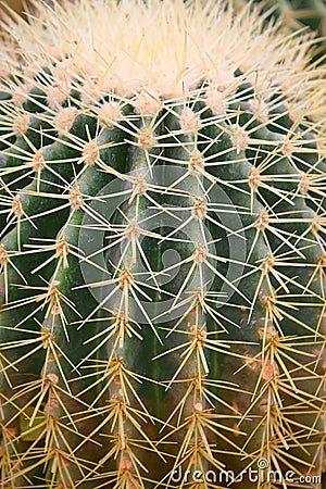 Echinocactus grusonii - Close up of Cactus Spines Stock Photo