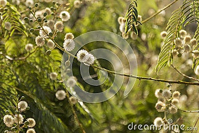 Feathery shrub with dandelion clocks in Oaxaca Mexico Stock Photo