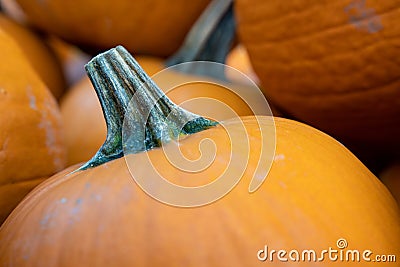 Close-up of freshly picked pumpkins Stock Photo