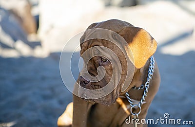 Close up photograph of the head of a dogue de bordeaux Stock Photo