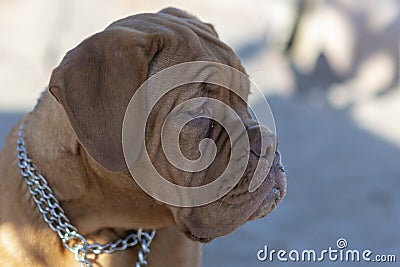 Close-up of the head of a dogue of bordeaux Stock Photo