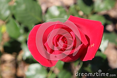 Close up photo of a red rose that`s just opened Stock Photo