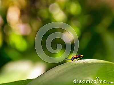 Close-up photography of a firebug walking on a big green leaf Stock Photo