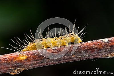 Marco photography-hairy yellow caterpillars crawling Stock Photo
