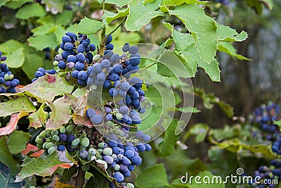 Close up Photography of Mahonia aquifolium Oregon Grapes Stock Photo