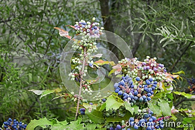 Close up Photography of Mahonia aquifolium Oregon Grapes Stock Photo