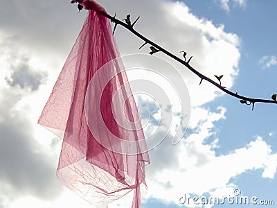 Close-up photography of a pink scarf tangled in a Bougainvillea twig Stock Photo