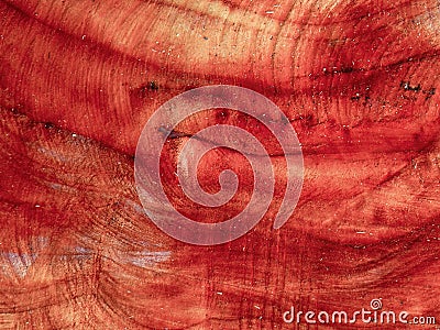 Close-up photography of the rings and texture of freshly sawed alder trunk Stock Photo