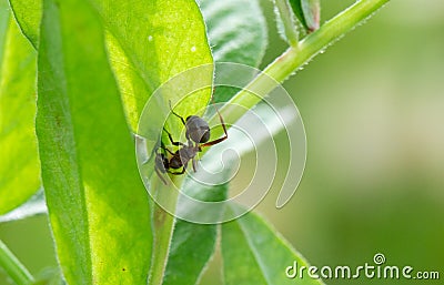 Black ant on a green leafe Stock Photo