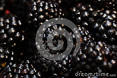 Close up photography of wet blackberries.Macro shot.Abstract background,copy space Stock Photo