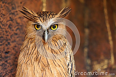 Close up photos of Big Brown Owl Stock Photo