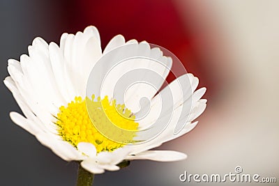 Close-up phto of a white and yellow flower in spring season Stock Photo