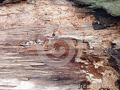 Close up pice of wood texture Stock Photo