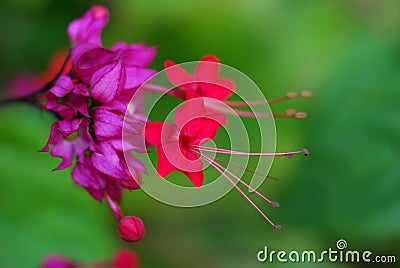 Close up picture of beautiful vivid pink color flowers. Stock Photo