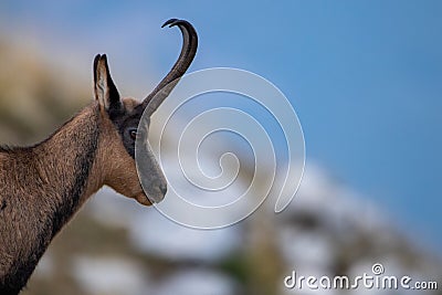 Chamois Rupicapra rupicapra close up in the Italian mountains Stock Photo