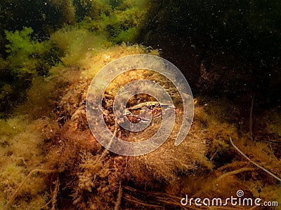 A close-up picture of a crab among seaweed Stock Photo