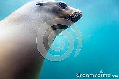 A close up picture of a cute Sea Lion swimming underwater. Editorial Stock Photo