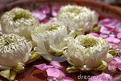 Close up picture of folding lotus in the water bowl. Stock Photo
