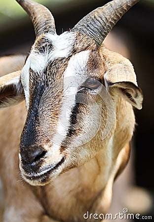 Close up picture of a goat Stock Photo