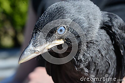 Close up picture of a young jackdaw showing its bright blue eyes which will turn brown after its first year Stock Photo