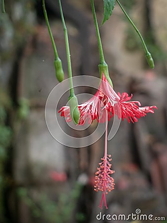 Close up picture of Hibiscus schizopetalus (spider hibiscus) with blurry backgr Stock Photo
