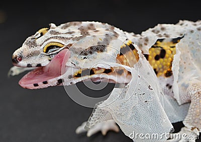 Shedding Leopard gecko licking the loose skin on his face. Stock Photo