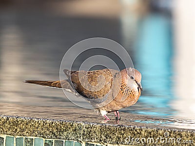 Close up picture of nice colored dove sitting on pool border Stock Photo