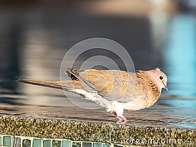 Close up picture of nice colored dove sitting on pool border Stock Photo