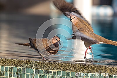 Close up picture of nice colored dove sitting on pool border Stock Photo