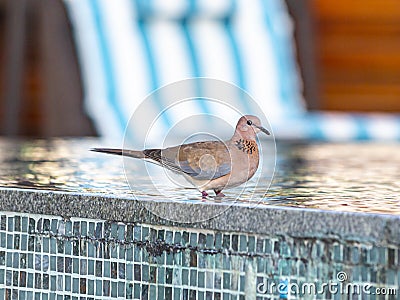 Close up picture of nice colored dove sitting on pool border Stock Photo