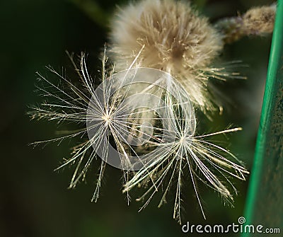 Close-up picture of overblown thistle. Fluff. Seeds Stock Photo