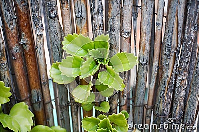Plectranthus verticillatus close up. Perennial green plant, also called money plant Stock Photo