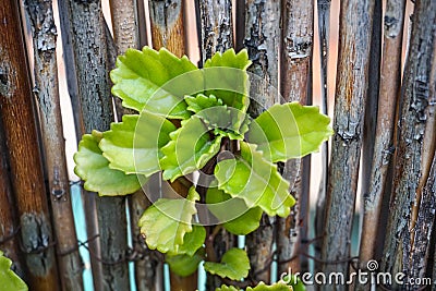 Plectranthus verticillatus close up. Perennial green plant, also called money plant Stock Photo